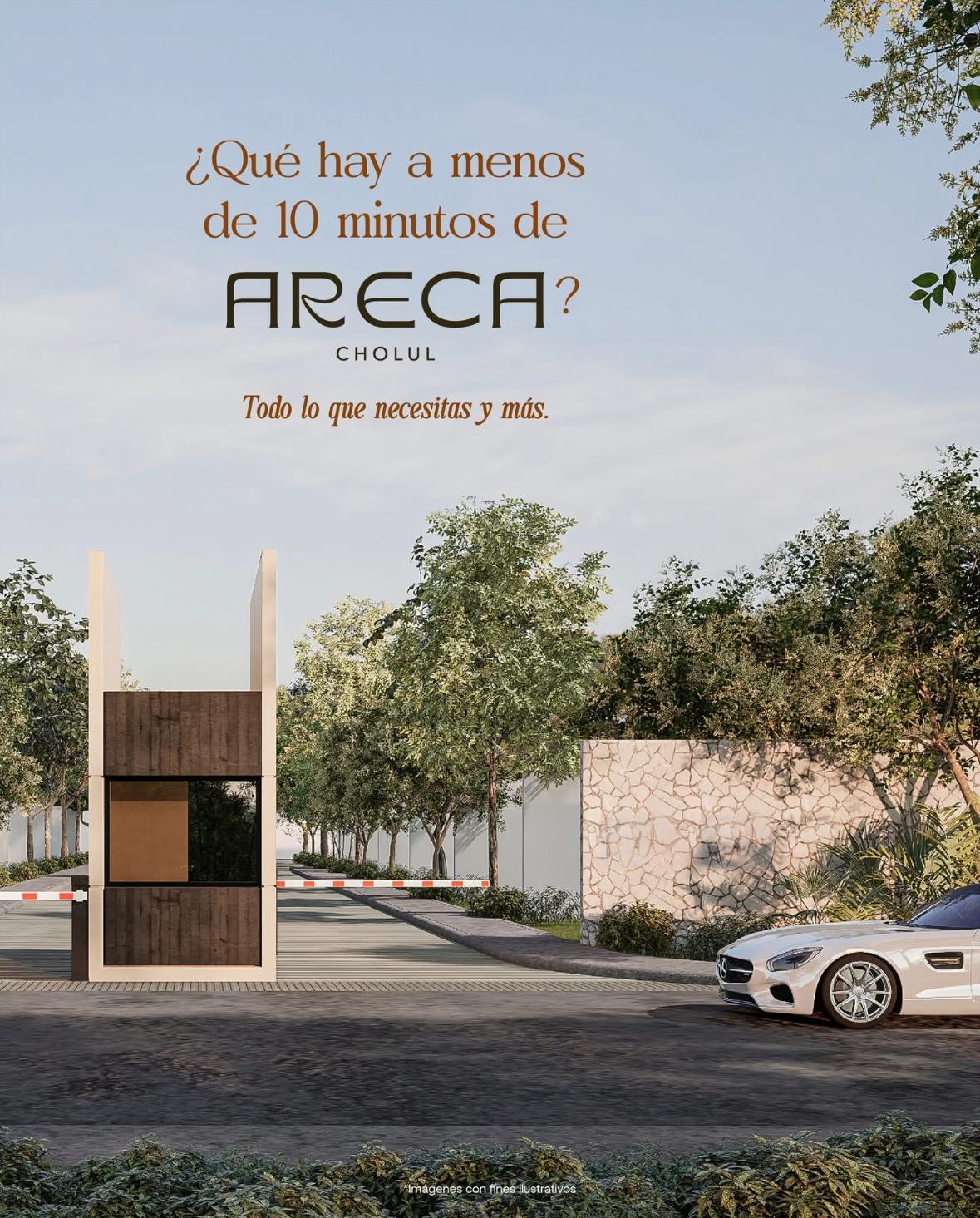 Areca